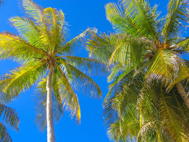 tropische Kokospalmen  - Foto, Bild