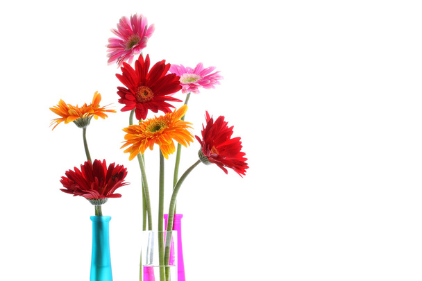 Fleurs gerbières colorées
 - Photo, image