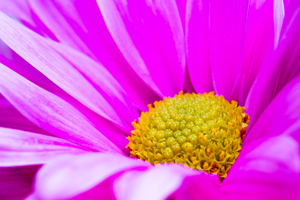 Красивый фиолетовый цветок - Фото, изображение