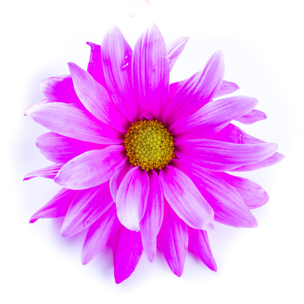 Bela flor roxa
 - Foto, Imagem