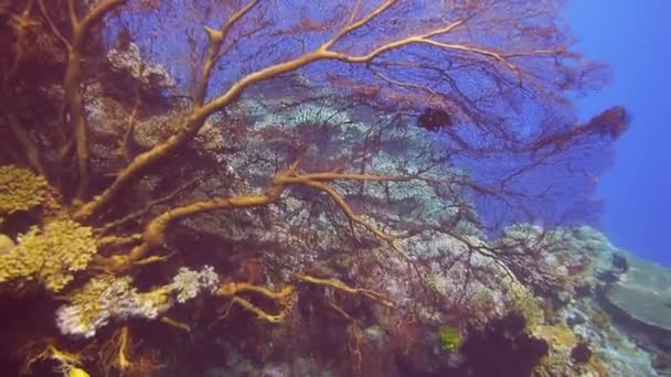 Großer Meeresfächer auf einem Korallenriff - Filmmaterial, Video