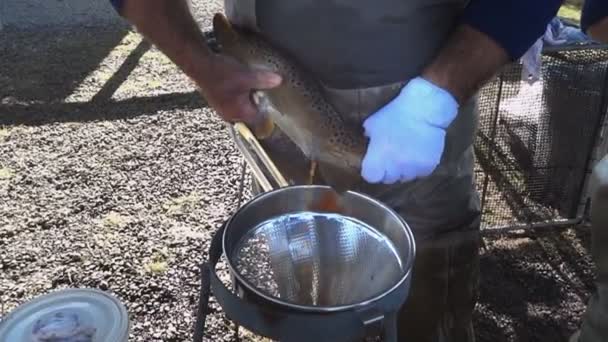hatchery worker stripping eggs from trout - Video, Çekim