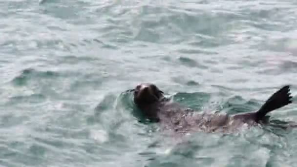 zeehond zwemt in water - Video
