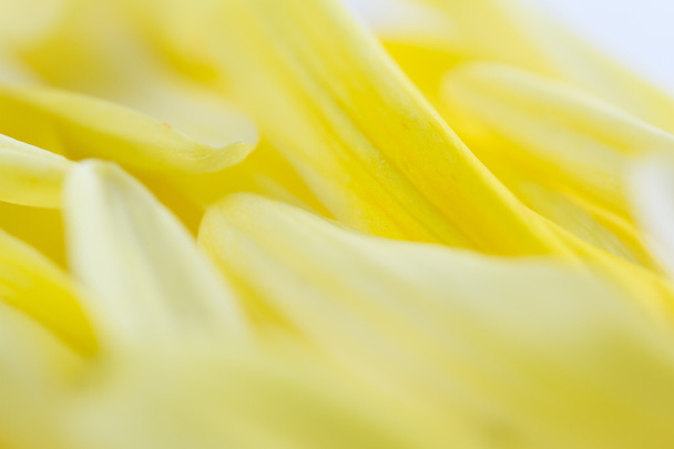texture pétale jaune
  - Photo, image