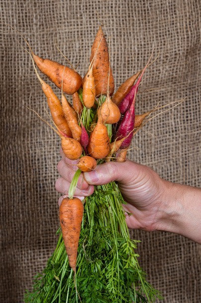 садові свіжої морквою
  - Фото, зображення