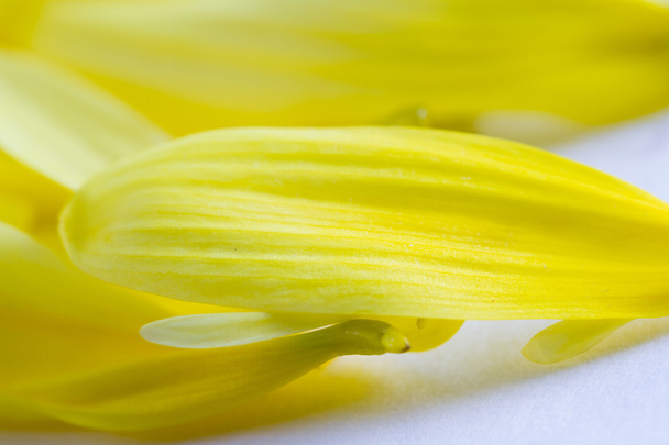 textura pétalo amarillo
  - Foto, imagen
