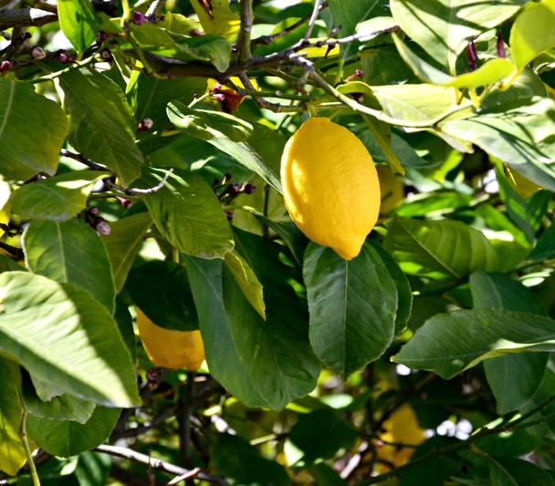 Albero di limone
 - Foto, immagini