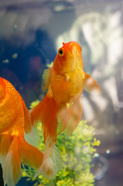 goldfish in water - Photo, Image