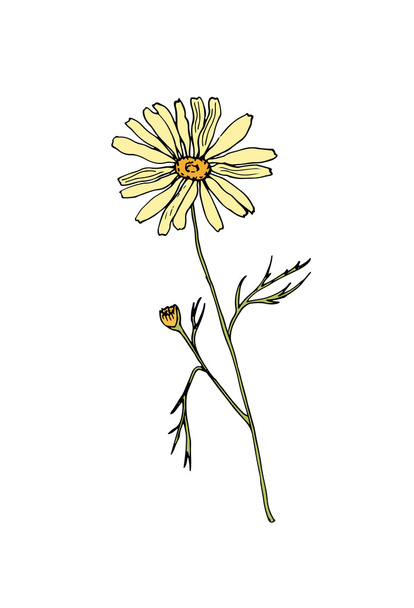 Sketch chamomile illustration - Vektori, kuva