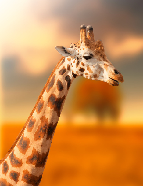 Retrato de girafa no fundo natural
 - Foto, Imagem