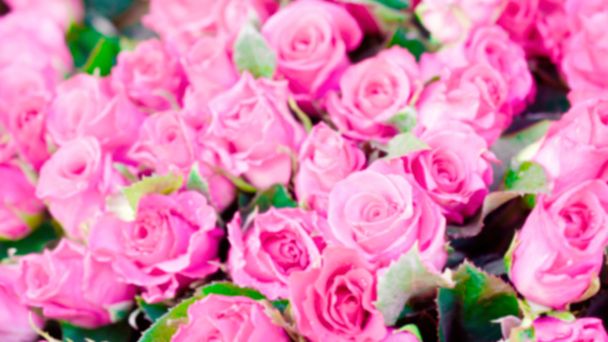 blur of pink rose texture background - Фото, изображение