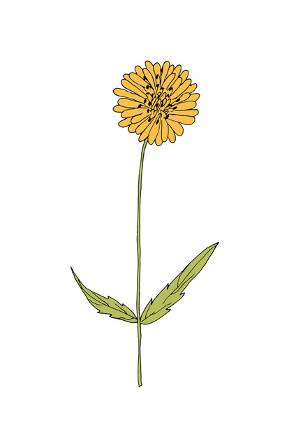 Sketch flower illustration - Vector, Imagen