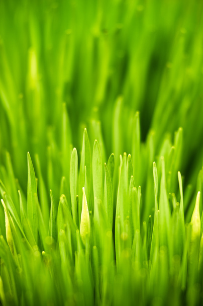 Fresh green grass - Fotó, kép
