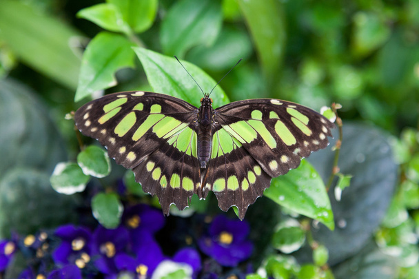 Farfalla di malachite sulle foglie verdi
,  - Foto, immagini