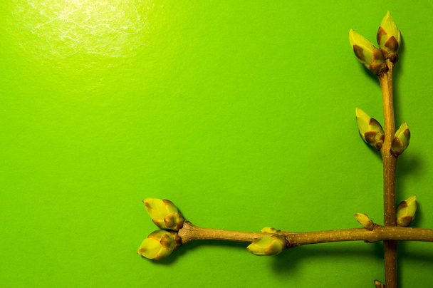 Buds swell background on green. Two twigs in lower right corner - Photo, Image