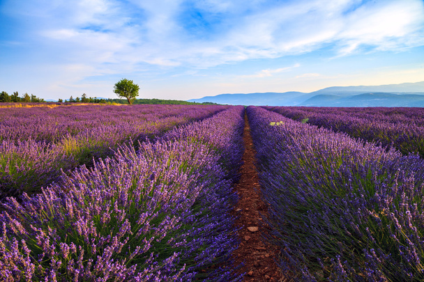 Sommerlandschaft Lavendelfeld bei Sault - Foto, Bild