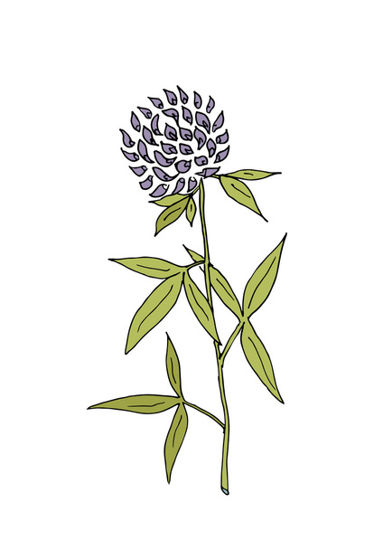 Sketch clover illustration - Vector, Image