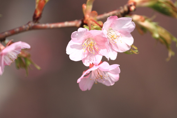 Wiśniowe kwiaty (Kawazu Cherry) w Japonii - Zdjęcie, obraz