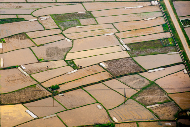 Вид з повітря на рисові поля
 - Фото, зображення