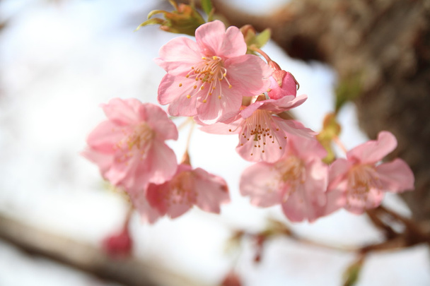 Izu, japán cseresznye virágok (Kawazu cseresznye) - Fotó, kép