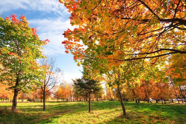 Autumn landscape with trees - Fotografie, Obrázek