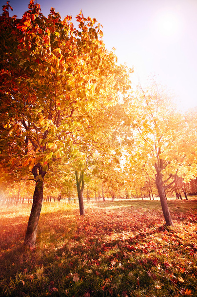 Outono Paisagem com árvores - Foto, Imagem