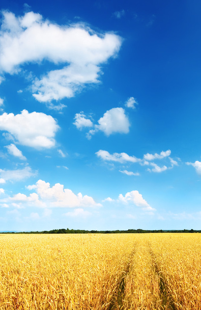 Wheat field and blue sky - Fotó, kép