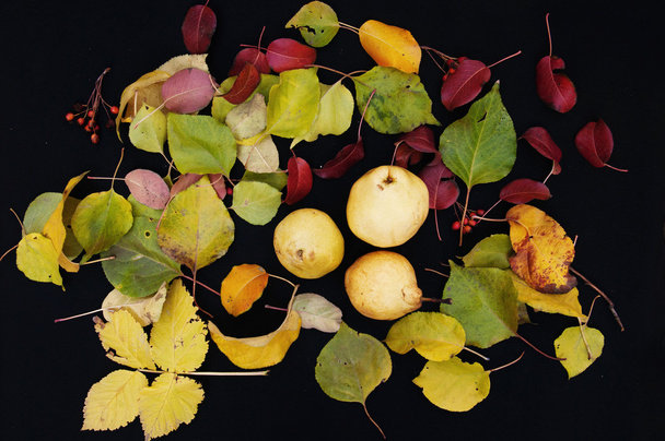 Ripe yellow pears on a black background. Close-up. Autumn leaves - Foto, afbeelding