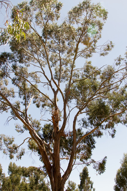 Close up of Eucalyptus tree - Foto, Imagem