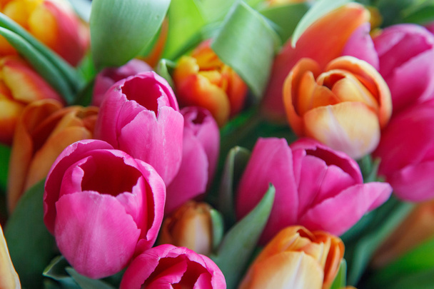 Tulip. Beautiful bouquet of tulips. colorful tulips. - Photo, image