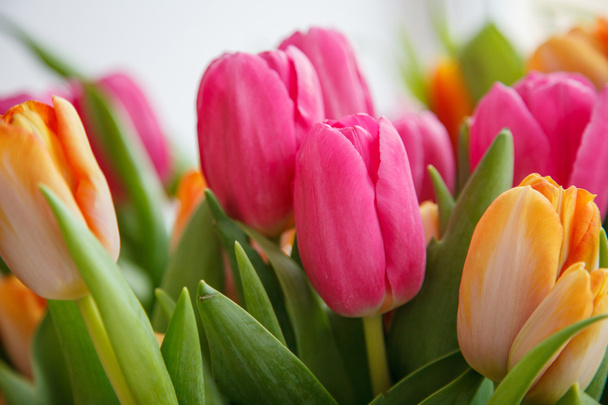 Tulipán. Hermoso ramo de tulipanes. tulipanes coloridos
. - Foto, Imagen