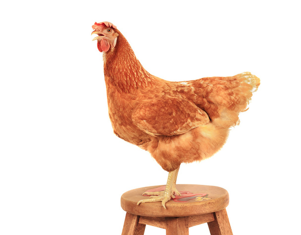 lähikuva muotokuva koko runko ruskea naaras munat kana seisoo sh
 - Valokuva, kuva