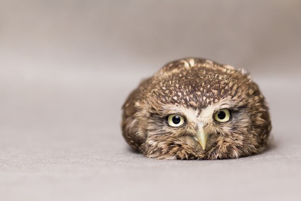 Beautiful domestication owl, wild owl, night owl - Foto, Imagen