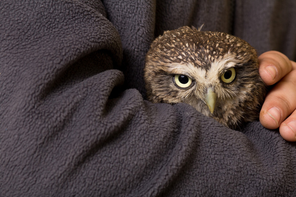 Funny tamed howlet in the hands of a child, wild, night owl - Photo, Image