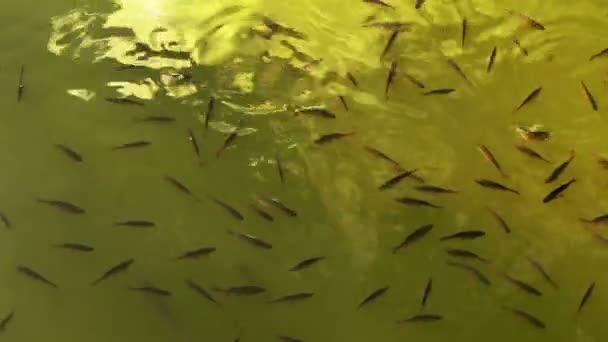 Roach σχολείο ψάρια - Πλάνα, βίντεο