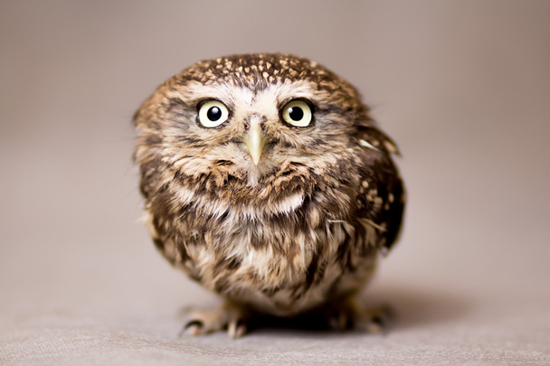 Beautiful domestication owl, wild owl, night owl - Zdjęcie, obraz