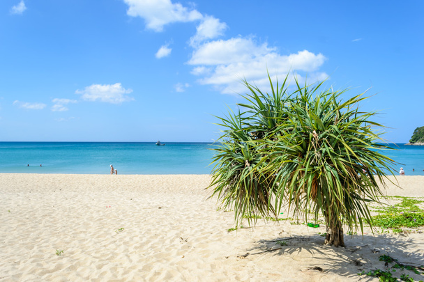 Nádherná pláž s strom Layan Beach, Phuket, Thajsko - Fotografie, Obrázek