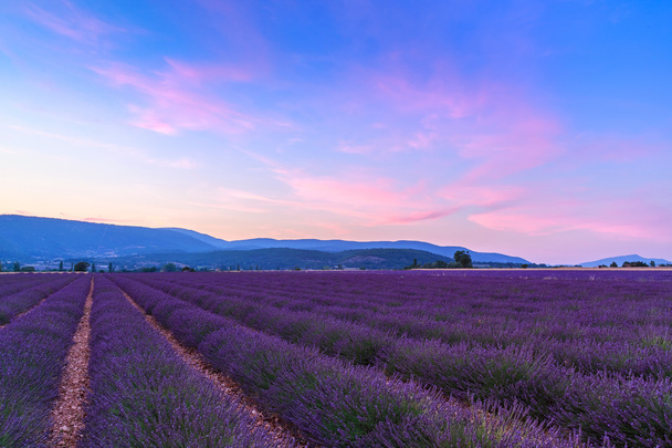 Beautiful landscape of lavender fields at sunset near Sault - Photo, Image