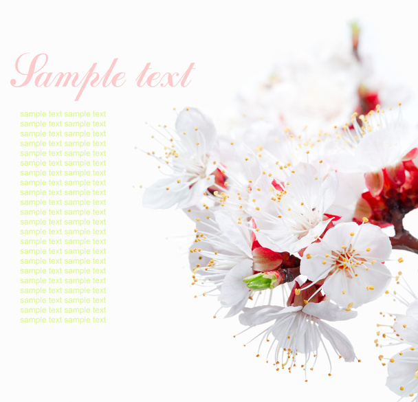 Spring flowers border with sample text - Photo, Image