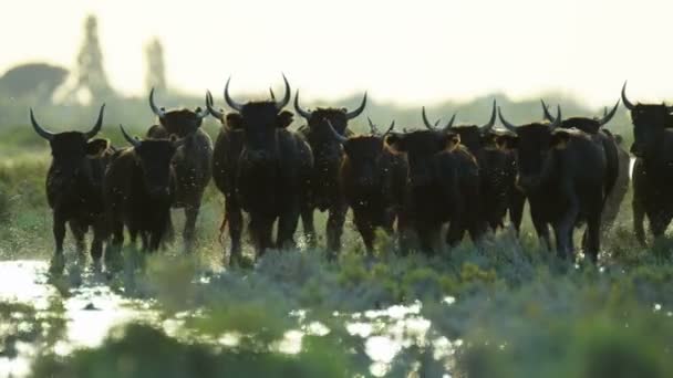 byk zwierząt gospodarskich - Materiał filmowy, wideo