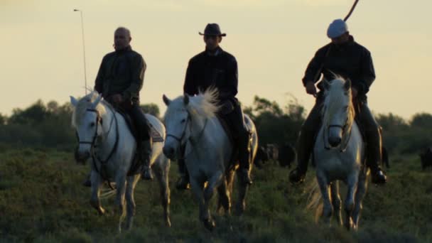 cowboy riding a fehér Camargue lovak  - Felvétel, videó