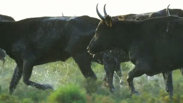 Bull zvířata zvířata - Záběry, video