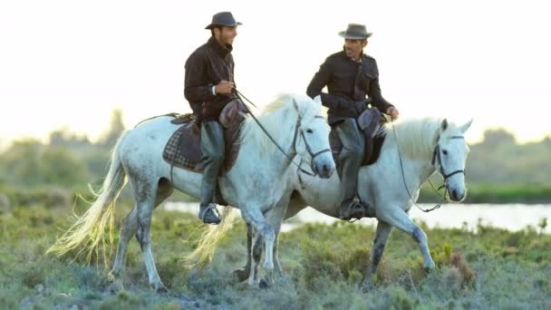 kovboje na koni na bílém Camargue koně - Záběry, video