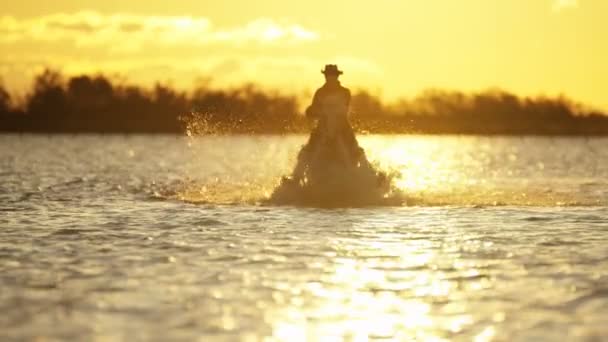 vaquero montando en blanco caballo Camargue
  - Imágenes, Vídeo