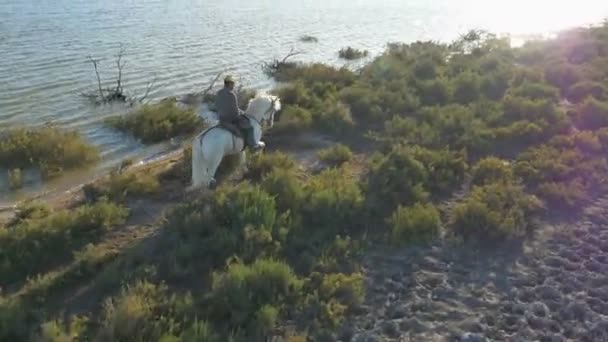 Cowboy jazda na biały koń Camargue  - Materiał filmowy, wideo