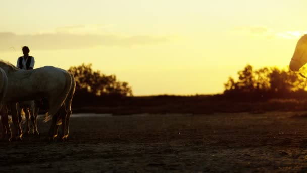kudde van Camargue paarden met cowboys  - Video