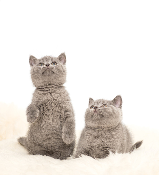 Adorable british little kitten posing - Foto, imagen