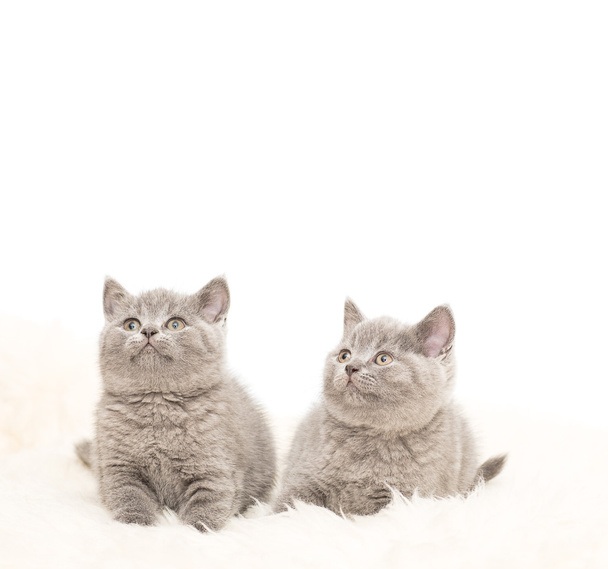 Adorable british little kitten posing - Fotografie, Obrázek