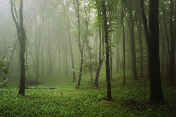 雨の後霧緑の森 - 写真・画像