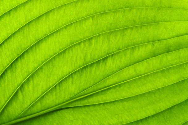  緑の葉のテクスチャ - 写真・画像